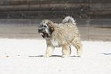 PETIT CHIEN LION 227